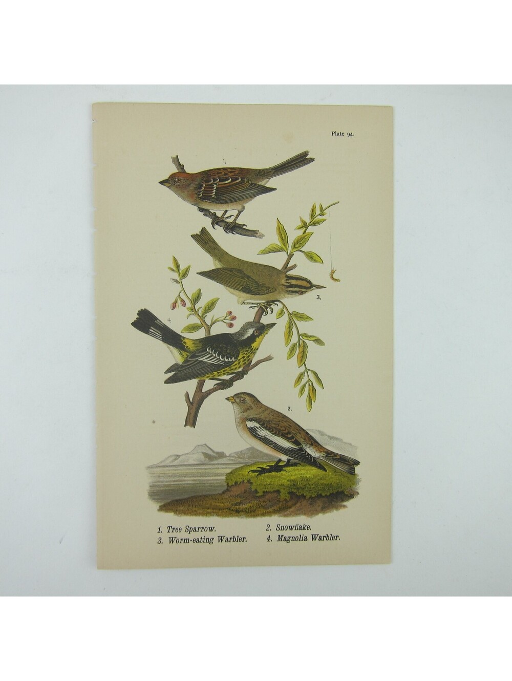 Bird Litho Print Tree Sparrow Snowflake Worm Eating & Magnolia Warbler Antique
